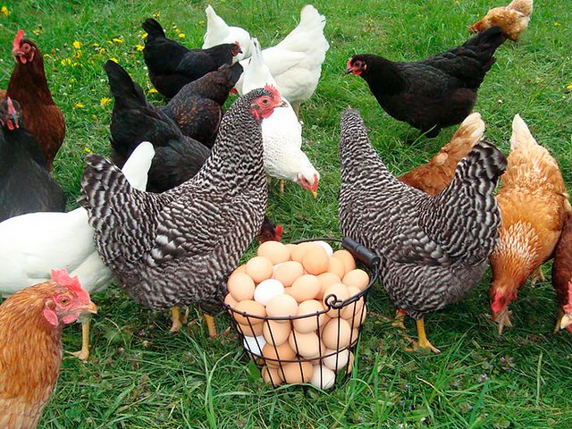Содержание кур и уход за ними | ЗооТом - продажа, вязка и услуги для животных в Приморске