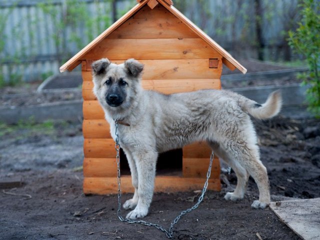 Все о собаках в Приморске